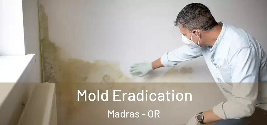  Mold Eradication Madras - OR