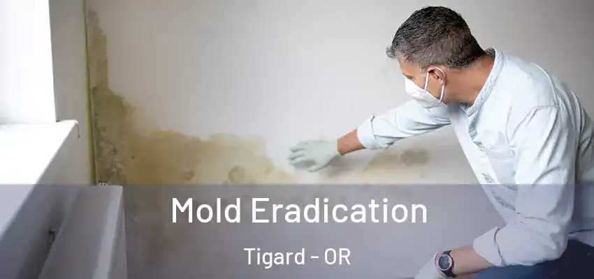  Mold Eradication Tigard - OR
