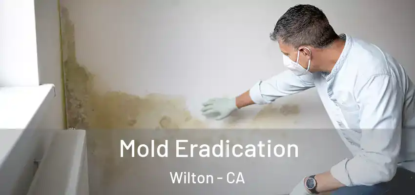  Mold Eradication Wilton - CA