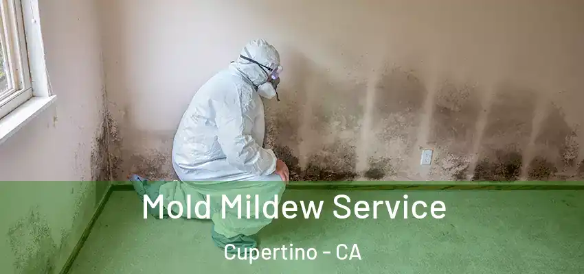  Mold Mildew Service Cupertino - CA