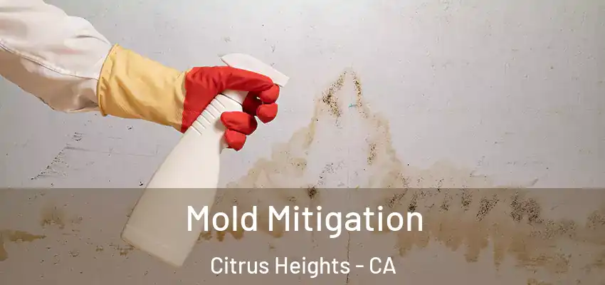 Mold Mitigation Citrus Heights - CA