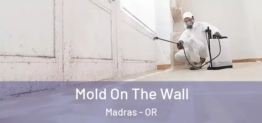  Mold On The Wall Madras - OR