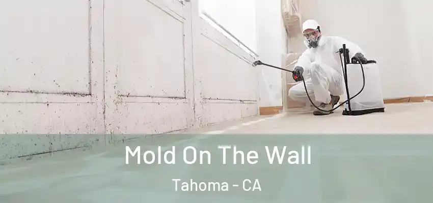Mold On The Wall Tahoma - CA
