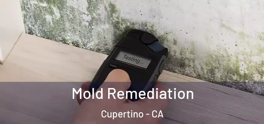  Mold Remediation Cupertino - CA