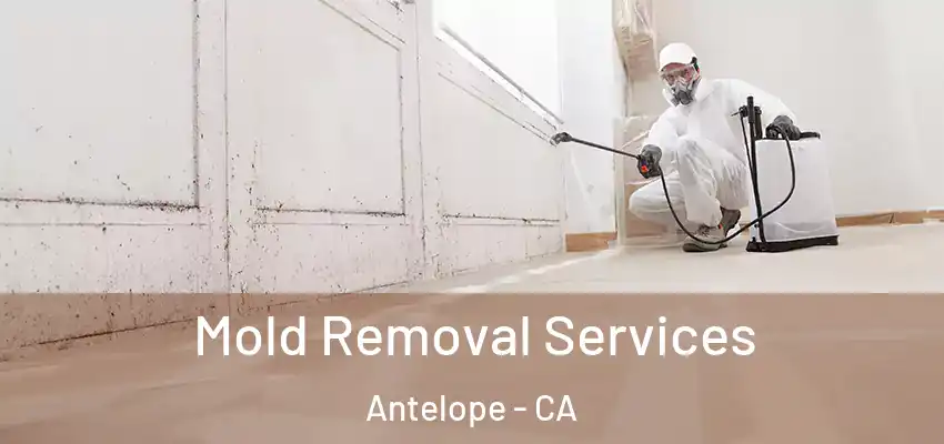  Mold Removal Services Antelope - CA