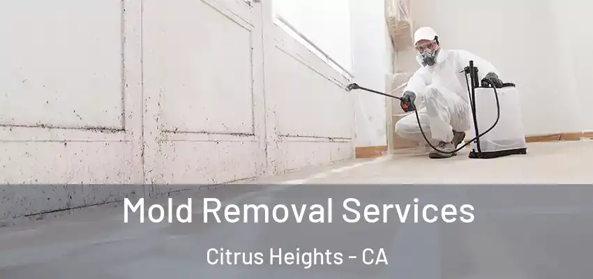  Mold Removal Services Citrus Heights - CA