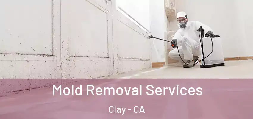  Mold Removal Services Clay - CA