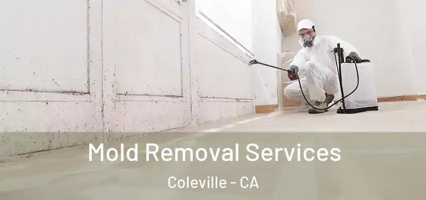  Mold Removal Services Coleville - CA