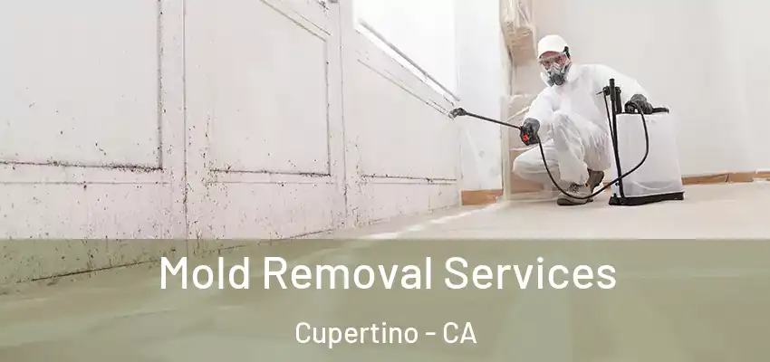  Mold Removal Services Cupertino - CA