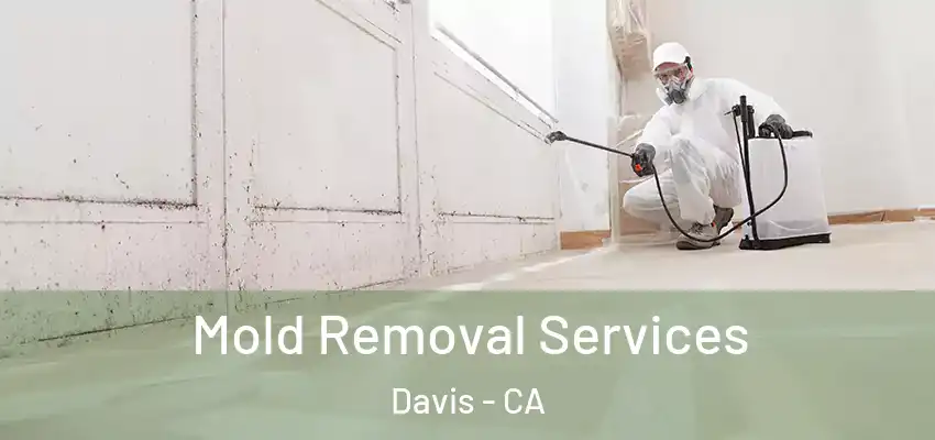  Mold Removal Services Davis - CA
