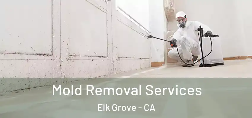  Mold Removal Services Elk Grove - CA