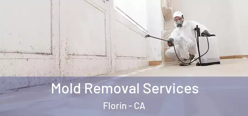  Mold Removal Services Florin - CA
