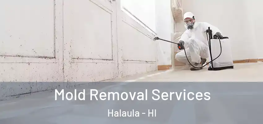 Mold Removal Services Halaula - HI