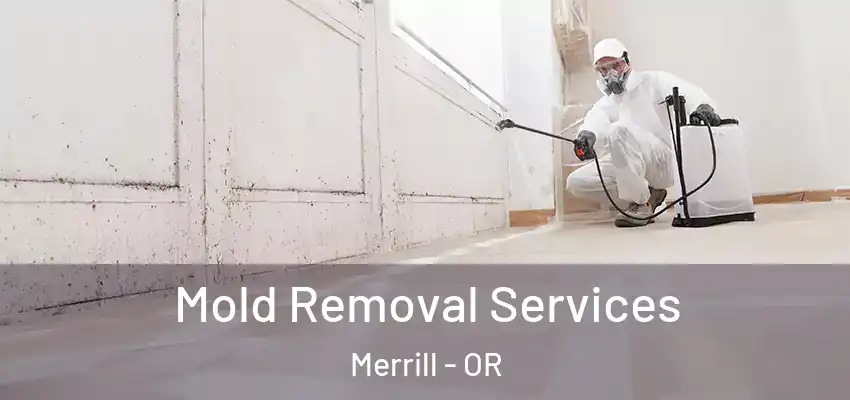  Mold Removal Services Merrill - OR
