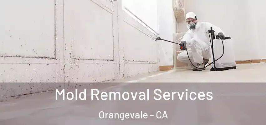  Mold Removal Services Orangevale - CA
