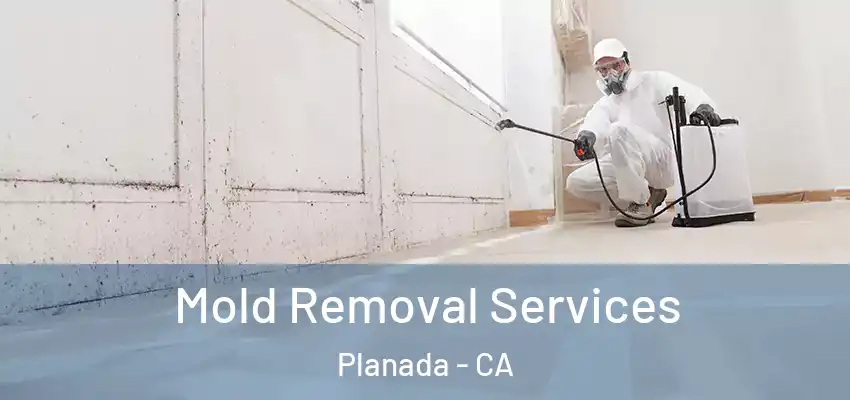  Mold Removal Services Planada - CA