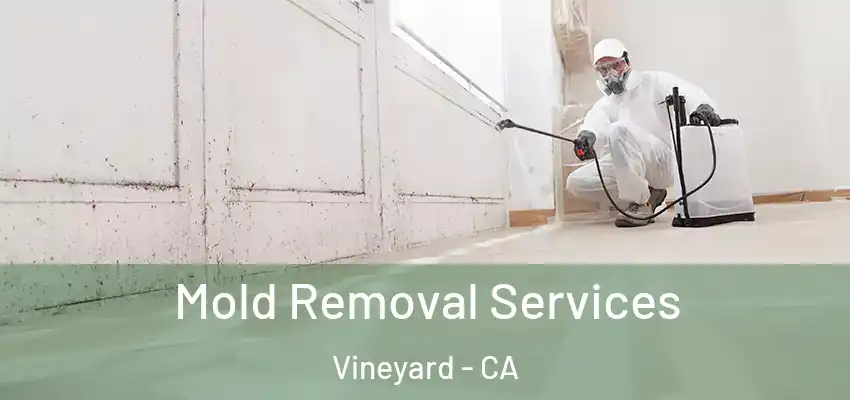  Mold Removal Services Vineyard - CA