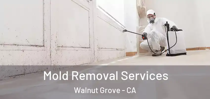  Mold Removal Services Walnut Grove - CA