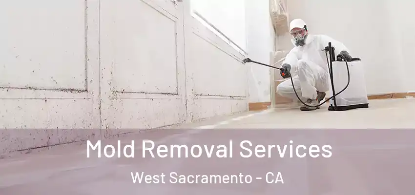  Mold Removal Services West Sacramento - CA
